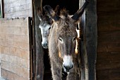 Donkeys in doorway of wooden stable