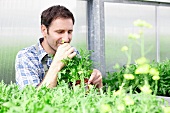 Germany, Bavaria, Munich, Mature man smelling rocket plants in greenhouse