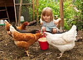 Mädchen schaut Hühnern beim Fressen auf dem Bauernhof zu