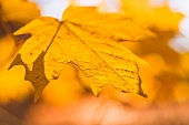 Gelbe Ahornblätter im Herbst