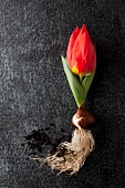 Red tulip with bulb (Red Paradise) and soil on dark surface