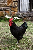 Black cockerel on lawn in front of rustic house