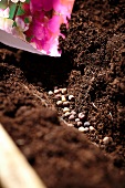 Sweet pea (Lathyrus odoratus) seeds in drill