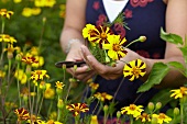 Frau schneidet Sommerblumen im Garten