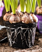 Grape hyacinths with soil and root ball (close-up)