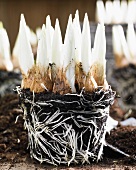 Iris bulbs with soil and root bulbs
