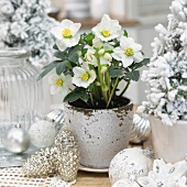 Weihnachtsdeko: Schneerose im Blumentopf, Mini-Christbaum und silberne Christbaumkugeln