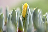 Yellow tulips and bulbs (close-up)