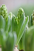 Hyacinths and their bulbs (close-up)