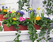 Trough of spring flowers on terrace