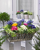 Window box of primulas and iris hanging on terrace fence