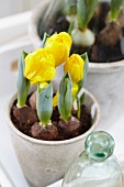 Potted yellow tulips