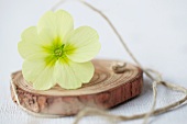 Yellow primula flower and twine on disc of wood