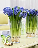 Glass vases of blue hyacinths