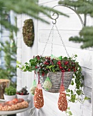 Wintergreen in hanging basket with bird food hanging from rim