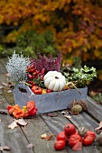 Autumn arrangement in wooden trough with heather, ornamental gourd, ornamental chillies, Leucophytha brownii and ivy on wooden table in garden