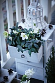 Hellebores and lantern on small chest of drawers on terrace