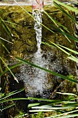Water flowing and foaming out a pipe into a water feature with pond plants