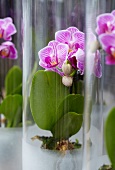 Phalaenopsis in Gläsern