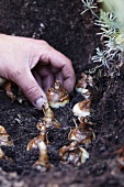 Planting narcissus bulbs