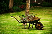 Alte Schubkarre mit Gartenabfällen auf frisch geschnittener Rasenfläche