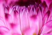 Close-up of white and purple dahlia petals