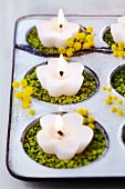 Bun tin used as candle holder with coloured gravel & mimosa flowers