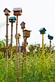 Various bird tables and nesting boxes on bamboo poles in corn field
