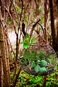 Wire basket with stinging nettles hanging from a branch