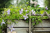 Raised bed of clematis and herbs in garden