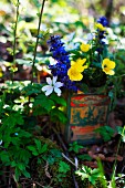 Small posy of colourful wild flowers with yellow buttercups in nostalgic tin on mossy woodland floor in dappled sun