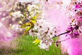 Holi powder being thrown over cherry blossom on tree