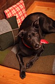 Schwarzer Hund auf Patchwork Filzdecke und Patchwork Kissen in Holzhütte