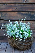 Forget-me-nots in a basket