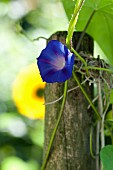 A blue Morning Glory flower in the garden
