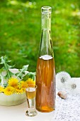 Likör aus Löwenzahnblüten in Flasche und Glas