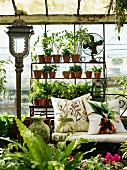 Metal shelved of potted plants, wrought iron bench with floral cushions and antique lantern in old conservatory