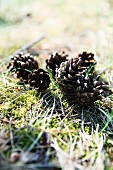 Pine cones on mossy ground