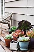 Potted succulents on wooden terrace floor and wicker chair against wooden wall