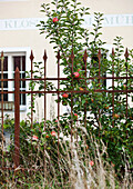 Apple tree behind a wrought-iron fence