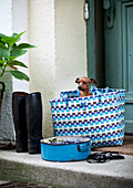 Dog in woven carrier bag next to wellies and blue pot