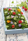 Colourful flowers on bed of moss in pale blue wooden crate