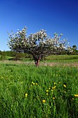 Blossom apple tree in the field