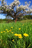 Dandelions in lush meadow and blossoming apple tree in blurred background