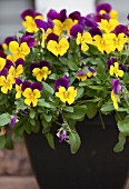 A Pot of Yellow and Purple Pansies