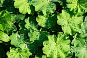 Dewdrops on lady's mantle in garden