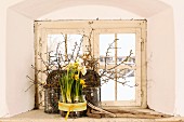Narcissus in sweet jar with decorative ribbon