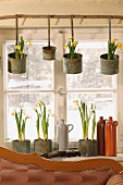 Narcissus in zinc pots hanging in front of window and on windowsill