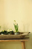 Potted spring flowers in wooden trough on simple wooden bench