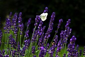Butterfly on flowering lavender in garden